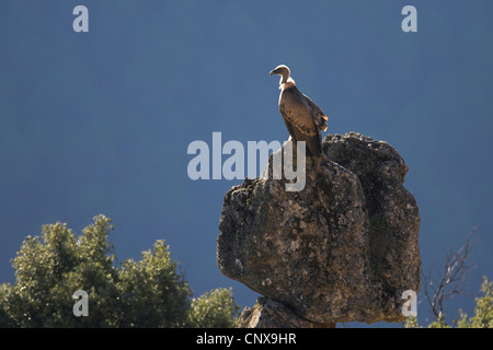 Vautour fauve (Gyps fulvus), assis sur un rocher en contre-jour, l'Espagne, de la Sierra Cazorla Banque D'Images