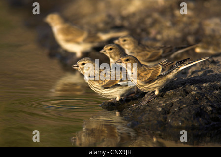 (Carduelis cannabina linnet, Acanthis cannabina), groupe d'sqeakers boire, Grèce, Lesbos Banque D'Images