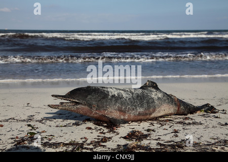 Bottlenosed dolphin, à nez de bouteille commun dauphin (Tursiops truncatus), les dauphins morts sur la plage, Espagne, Baléares, Majorque Banque D'Images