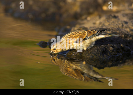 (Carduelis cannabina linnet, Acanthis cannabina), squeaker boire, Grèce, Lesbos Banque D'Images