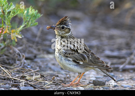 Wood lark (Lullula arborea), assis sur le sol avec des araignées dans son bec, la Bulgarie Banque D'Images