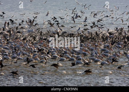 Pélican frisé (Pelecanus crispus), pélicans et cormorans de pêche, la Grèce, l'Kerkini Banque D'Images