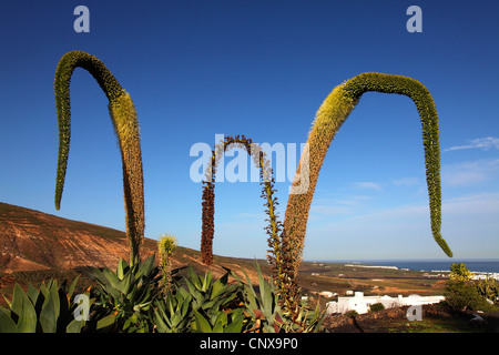 Sétaire verte agave, spineless century plant (Agave attenuata), blooming, Canaries, Lanzarote, Tabayesco Banque D'Images