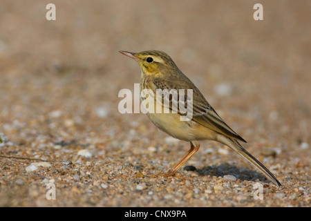 Tawny pitpit (Anthus campestris), assis sur le sol, la Grèce, la Chalcidique Banque D'Images