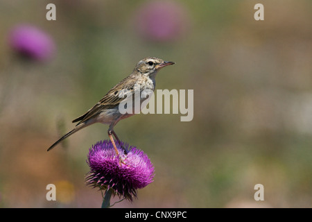 Tawny pitpit (Anthus campestris), assis sur un chardon, Bulgarie Banque D'Images