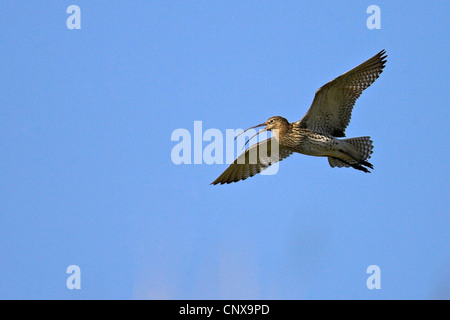 Western Curlew (Numenius arquata), appelant au ciel, Pays-Bas, Texel Banque D'Images