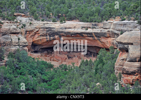 Cliff Palace, une falaise d'habitation les Indiens d'Amérique, USA, Colorado, Mesa Verde National Park Banque D'Images