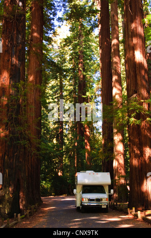 California Redwood, coast redwood (Sequoia sempervirens), voyage van sur la route à travers la forêt de séquoias, USA, Californie, Richardson Grove State Park Banque D'Images