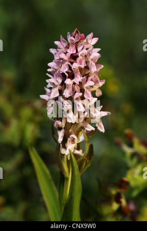 Au début de l'ouest des marais (Dactylorhiza incarnata), inflorescenc, Texel, Pays-Bas Banque D'Images