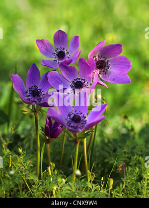 Anémone Anémone coronaria (pavot), la floraison, la Grèce, Lesbos Banque D'Images