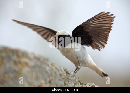 Traquet motteux (Oenanthe pleschanka pied), homme à l'atterrissage sur un rocher avec un pris dans son bec d'araignée, Bulgarie Banque D'Images