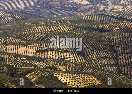 Olivier (Olea europaea ssp. sativa), d'une oliveraie en Sierra Cazorla, Espagne Banque D'Images