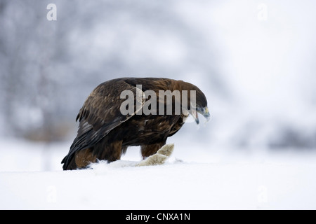L'aigle royal (Aquila chrysaetos), se nourrissant de lièvre en hiver, Royaume-Uni, Ecosse, le Parc National de Cairngorms Banque D'Images