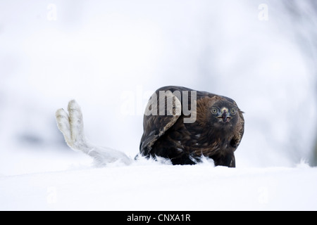 L'aigle royal (Aquila chrysaetos), se nourrissant de lièvre en hiver, Royaume-Uni, Ecosse, le Parc National de Cairngorms Banque D'Images