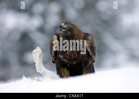 L'aigle royal (Aquila chrysaetos), se nourrissant de lièvre en hiver, Royaume-Uni, Ecosse, le Parc National de Cairngorms Banque D'Images