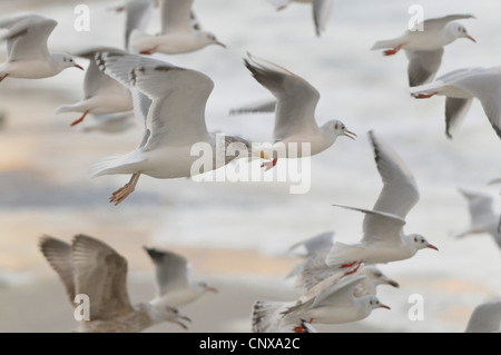 Les goélands (Larinae), troupeau de vol de mouettes, de l'Allemagne, de la mer Baltique Banque D'Images