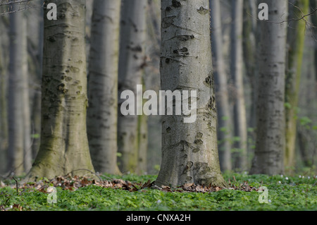 Le hêtre commun (Fagus sylvatica), bois de hêtre au printemps, Allemagne Banque D'Images