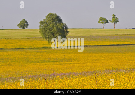 Pré de fleurs sauvages et arbres isolés, en Allemagne, en Bavière, Forêt-Noire Banque D'Images