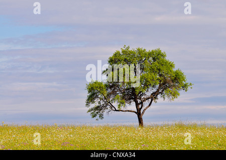 Seul arbre dans la prairie de fleurs sauvages, de l'Allemagne, Bade-Wurtemberg, Forêt-Noire Banque D'Images