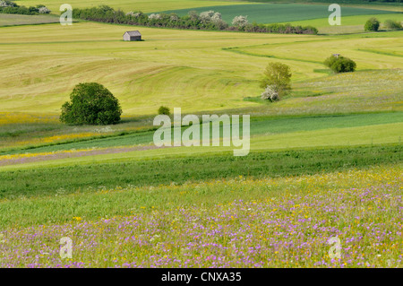 Pré de fleurs sauvages, de l'Allemagne, Bade-Wurtemberg, Forêt-Noire Banque D'Images