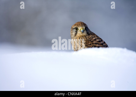 Faucon crécerelle (Falco tinnunculus), portrait dans la neige profonde, Royaume-Uni, Ecosse, le Parc National de Cairngorms Banque D'Images