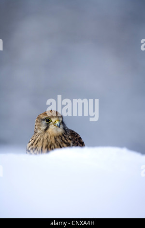 Faucon crécerelle (Falco tinnunculus), portrait dans la neige profonde, Royaume-Uni, Ecosse, le Parc National de Cairngorms Banque D'Images