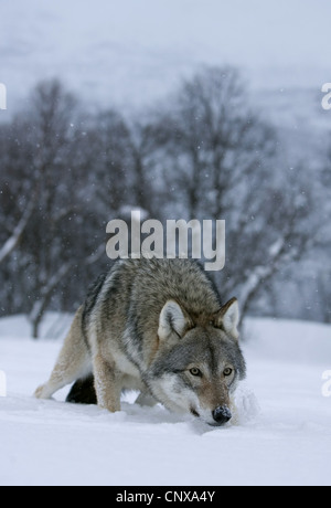 Le loup gris d'Europe (Canis lupus lupus), se faufiler sur un champ de neige à bord d'une forêt, la Norvège Banque D'Images