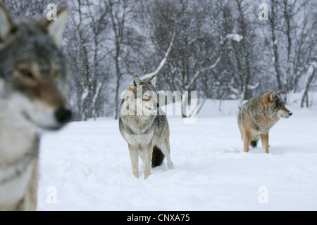 Le loup gris d'Europe (Canis lupus lupus), trois animaux, debout sur une plaine couverte de neige en face d'une forêt à la Norvège, Banque D'Images