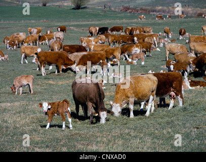 Un troupeau de vaches de boucherie de race mixte et de veaux paissent dans un pré, au début du printemps, comté de Park, Montana, USA Banque D'Images