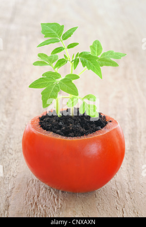 Jeune plant de tomate, de l'évolution croissante,concept piscine Banque D'Images