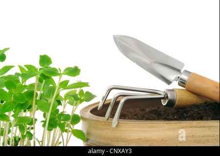 Les jeunes fleurs impatiens et les outils de jardinage, de jeunes plants Banque D'Images