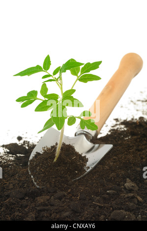 Des plantules de tomate sur jardin truelle, isolé sur fond blanc Banque D'Images