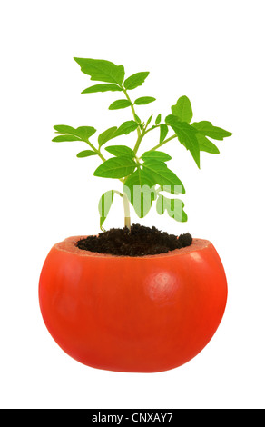 Jeune plant de tomate, de l'évolution de plus en plus concept, isolated on white Banque D'Images