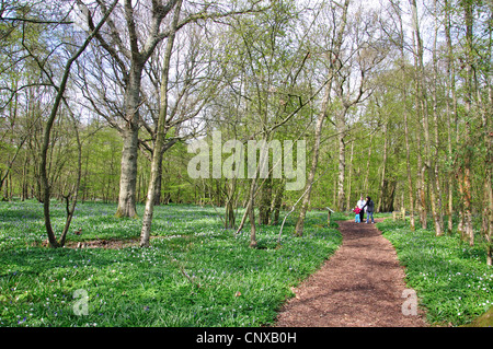 Arlington Bluebell Walk, Bates Green Farm, Arlington, Polegate, East Sussex, Angleterre, Royaume-Uni Banque D'Images