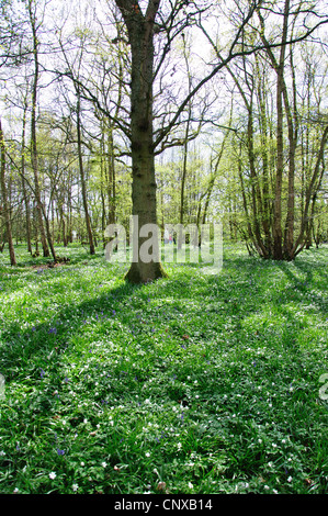 Arlington Bluebell Walk, Bates Green Farm, Arlington, Polegate, East Sussex, Angleterre, Royaume-Uni Banque D'Images