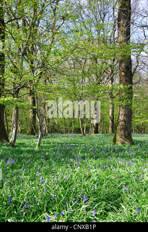 Arlington Bluebell Walk, Bates Green Farm, Arlington, Polegate, East Sussex, Angleterre, Royaume-Uni Banque D'Images