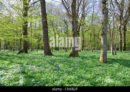 Arlington Bluebell Walk, Bates Green Farm, Arlington, Polegate, East Sussex, Angleterre, Royaume-Uni Banque D'Images