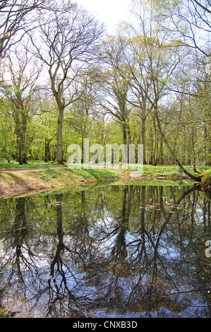 La réflexion de l'étang à Arlington Bluebell Walk, Bates Green Farm, Arlington, Polegate, East Sussex, Angleterre, Royaume-Uni Banque D'Images