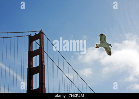 Une mouette voler près du Golden Gate Bridge, San Francisco Banque D'Images