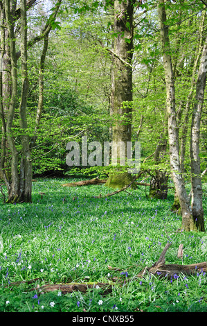 Arlington Bluebell Walk, Bates Green Farm, Arlington, Polegate, East Sussex, Angleterre, Royaume-Uni Banque D'Images