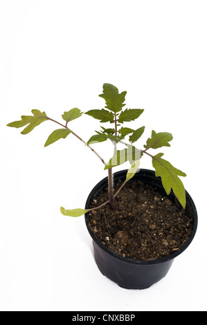 Tomate plantes isolé sur fond blanc Banque D'Images