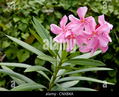 Close up d'une fleur d'oléandre Dominique Antilles Banque D'Images