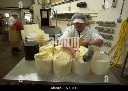 La fabrication du fromage à Curworthy Devon agricoles. Le caillé est place dans moules ronds dans le processus de fabrication du fromage Banque D'Images