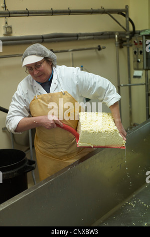 La coupe des blocs de fromage caillé sont prises pour le mettre dans des moules ronds à Curworthy fromagers ferme Devon, Angleterre Banque D'Images