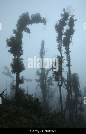 La forêt tropicale sur les pentes du Mont Merapi (2 930 m) dans le centre de Java, en Indonésie. Banque D'Images