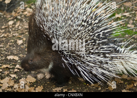 Porc-épic d'Afrique du Nord, Hystricidae Hystrix cristata, Mammalia. Nort Afrique, l'Europe. Banque D'Images