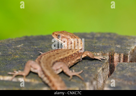 Lézard vivipare, lézard commun européen (Lacerta vivipara, Zootoca vivipara), bains de soleil, Allemagne Banque D'Images