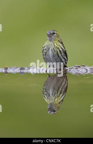 Siskin Carduelis spinus (épinette), femme reflète dans la piscine du jardin, Royaume-Uni, Ecosse, le Parc National de Cairngorms Banque D'Images