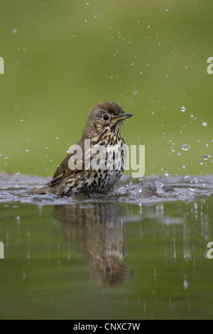 Grive musicienne (Turdus philomelos), baignade dans l'eau, le Royaume-Uni, l'Écosse, le Parc National de Cairngorms Banque D'Images