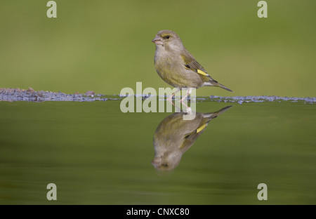 Verdier d'Europe (Carduelis chloris), homme reflétée dans la piscine du jardin , Royaume-Uni, Ecosse, le Parc National de Cairngorms Banque D'Images